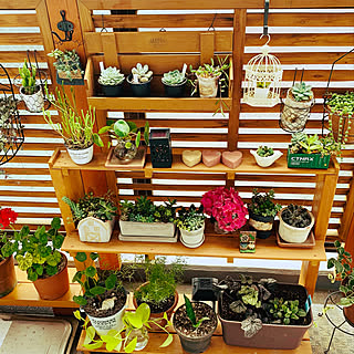 すのこリメイク 植物棚diyのインテリア 手作りの実例 Roomclip ルームクリップ すのこリメイク 植物棚diyのインテリア 手作りの実例 Roomclip ルームクリップ