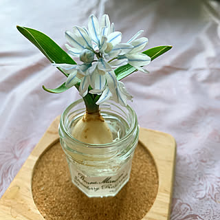 プスキニア 氷の妖精のインテリア実例 Roomclip ルームクリップ