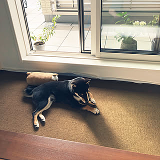 インテリアじゃなくてごめんなさい/RC柴犬の会/柴犬がいる家/柴犬/ドッグスペース...などのインテリア実例 - 2019-10-11 10:20:25