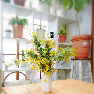 ベランダの鉢植えミモザのインテリア実例 Roomclip ルームクリップ ベランダの鉢植えミモザのインテリア実例 Roomclip ルームクリップ