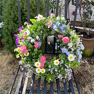 ピンク ネモフィラのインテリア実例 Roomclip ルームクリップ