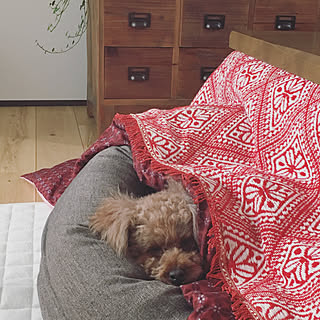 こたつ上掛けのインテリア実例 Roomclip ルームクリップ