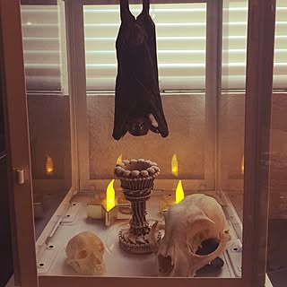 棚/SKULL/taxidermy/Gothic Laboratoryのインテリア実例 - 2016-10-27 00:47:44