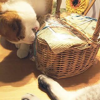 部屋全体/心にパンチパーマ✨/RCの出会いに感謝♡/いいね!ありがとうございます♪/プレ企画に当選しました♡...などのインテリア実例 - 2016-09-27 22:37:07