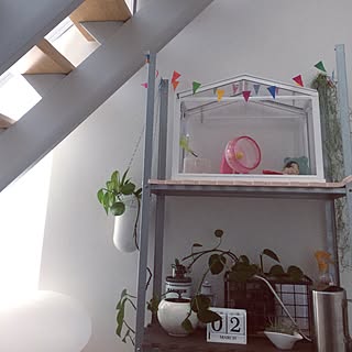 ポトス水栽培 No Green No Lifeのインテリア実例 Roomclip ルームクリップ ポトス水栽培 No Green No Lifeのインテリア実例 Roomclip ルームクリップ