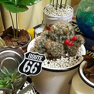 棚/観葉植物/観葉植物増やしたい/でも初心者/サボテン...などのインテリア実例 - 2017-06-09 20:51:45