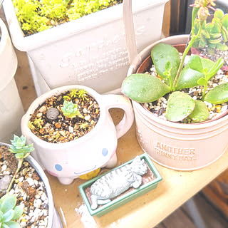 多肉植物棚のインテリア実例 Roomclip ルームクリップ