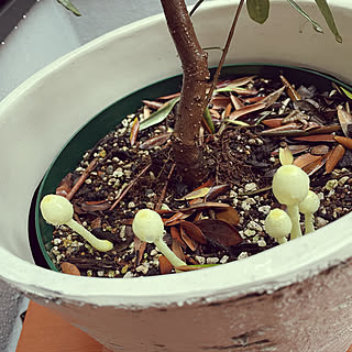 コガネキヌカラカサタケのインテリア実例 Roomclip ルームクリップ