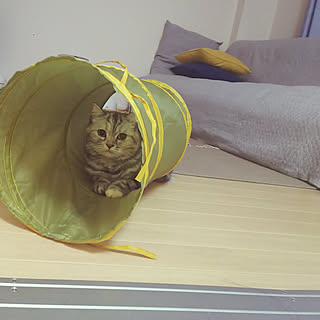 ねこ 3コインズのインテリア実例 Roomclip ルームクリップ