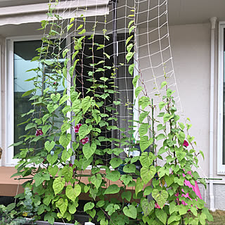 ウッドデッキ 朝顔のグリーンカーテンのインテリア実例 Roomclip ルームクリップ