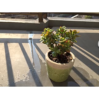 観葉植物 花月のインテリア実例 Roomclip ルームクリップ