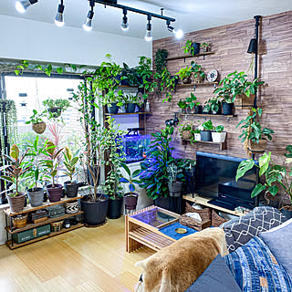 観葉植物だらけのインテリア実例 Roomclip ルームクリップ 観葉植物だらけのインテリア実例 Roomclip ルームクリップ