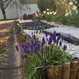 庭 水仙のインテリア実例 Roomclip ルームクリップ