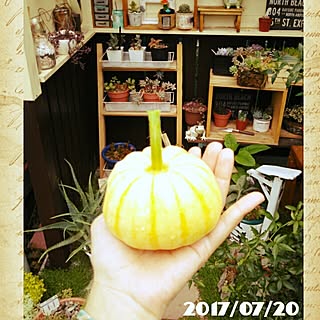 RCの出会いに感謝♡/皆さまに感謝/初もの♡/かぼちゃ/緑に癒される...などのインテリア実例 - 2017-07-20 07:15:52