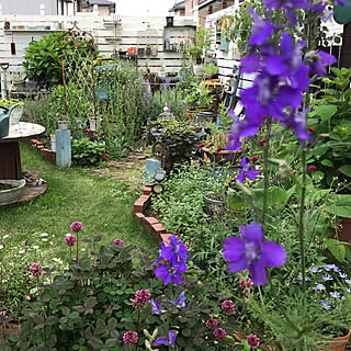 千鳥草のインテリア実例 Roomclip ルームクリップ