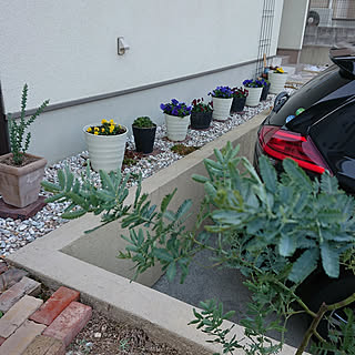 鉢植え ミモザアカシアのインテリア実例 Roomclip ルームクリップ