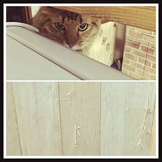 壁/天井/ねこと暮らす/原状回復OK/壁紙シート/いつもいいね!ありがとうございます♪...などのインテリア実例 - 2017-02-18 21:53:57