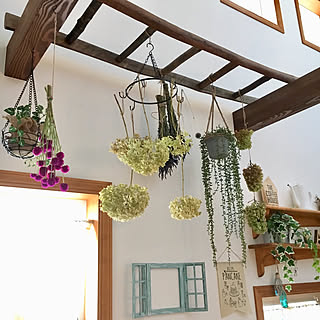 カシワバアジサイのドライのインテリア実例 Roomclip ルームクリップ