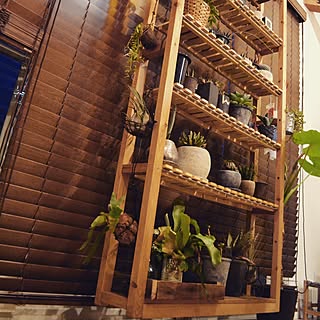 アロエ プリカティリスのインテリア実例 Roomclip ルームクリップ アロエ プリカティリスのインテリア実例 Roomclip ルームクリップ