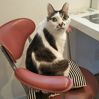 椅子好き/イス/いす/椅子/ねこのいる日常...などのインテリア実例 - 2020-01-23 15:28:21