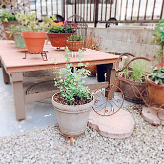 ユーカリの苗のインテリア実例 Roomclip ルームクリップ