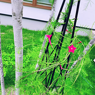 るこう草 ダイソーの種 ２個で100円のインテリア実例 Roomclip ルームクリップ