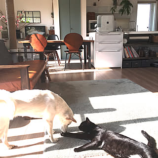 リビング/植物/ソファ/DIY/ねこ...などのインテリア実例 - 2020-02-22 09:29:41