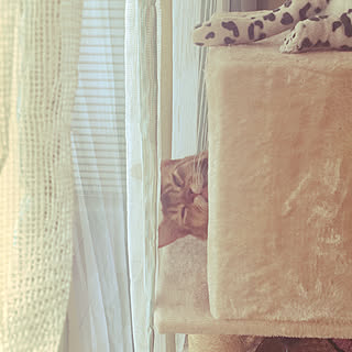 ねこ/ねこ部/ねこのいる日常/いいね!ありがとうございます♪/PCの出会いに本当に感謝です!...などのインテリア実例 - 2017-11-13 12:49:25
