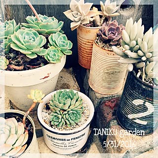 多肉植物 名無し多肉のおしゃれなアレンジ 飾り方のインテリア実例 Roomclip ルームクリップ
