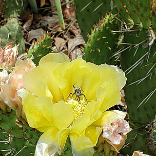 部屋全体/Backyard/cactus/yellow flower/Beeのインテリア実例 - 2021-07-04 14:16:23