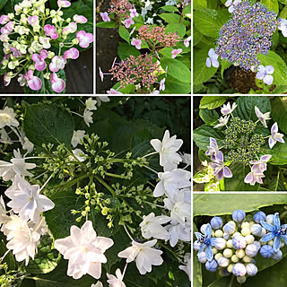 ❁我が家の紫陽花達 ❁/庭からの贈り物…♡/2019年6月中旬〜現在まで/シンプリストの暮らし✩*॰¨̮/我が家が1番ପ꒰⑅•ᴗ•。꒱໊੭♡...などのインテリア実例 - 2019-07-11 12:25:30
