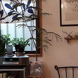 リビング/エバーフレッシュ/観葉植物のインテリア実例 - 2013-06-28 17:03:58