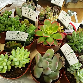 観葉植物大好きのインテリア実例 Roomclip ルームクリップ