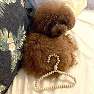 ペット用ハンガーのインテリア実例 Roomclip ルームクリップ