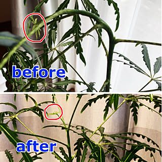 観葉植物 アラレアのインテリア実例 Roomclip ルームクリップ