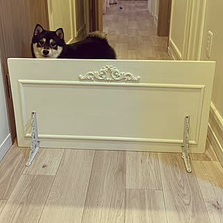 ペットゲートdiyのインテリア 手作りの実例 Roomclip ルームクリップ