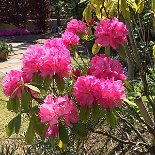 西洋シャクナゲのインテリア実例 Roomclip ルームクリップ