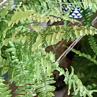 棚/シダ植物/ボタニカル/tiger fern/ベランダ/スローライフ...などのインテリア実例 - 2016-10-09 06:58:18