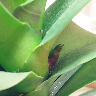 胡蝶蘭の花芽が出た のインテリア実例 Roomclip ルームクリップ