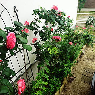 バラ大好き ピンクパンサー バラのインテリア実例 Roomclip ルームクリップ