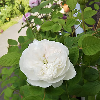 バラが好き/花が好き/おはようございます✩.*˚/春の庭/ガーデニング...などのインテリア実例 - 2018-05-06 09:27:05