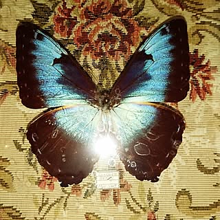 蝶 標本箱のインテリア実例 Roomclip ルームクリップ