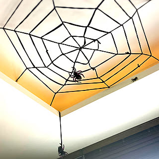 壁 天井 蜘蛛のインテリア実例 Roomclip ルームクリップ