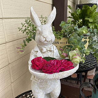 花が好き ヘリクリサムライムミニのインテリア実例 Roomclip ルームクリップ