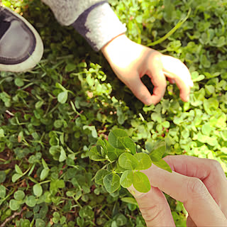 シロツメクサ/四葉のクローバー/棚のインテリア実例 - 2019-06-20 20:39:27