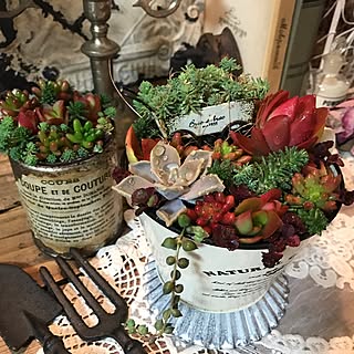 多肉寄せ植え 火祭りのインテリア実例 Roomclip ルームクリップ 多肉寄せ植え 火祭りのインテリア実例 Roomclip ルームクリップ