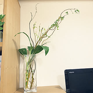 根っこが生えた のインテリア実例 Roomclip ルームクリップ