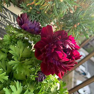 ガーデニング アネモネのおしゃれなインテリア 部屋 家具の実例 Roomclip ルームクリップ