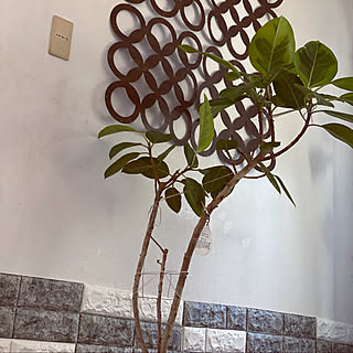グリーンのある暮らし/植物のある生活/植物のある部屋/植物のある暮らし/窓際のグリーン...などのインテリア実例 - 2020-01-21 14:20:28