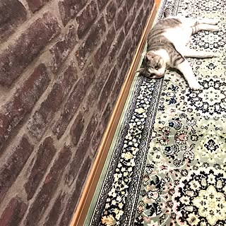 廊下ランナーのインテリア実例 ｜ RoomClip（ルームクリップ）